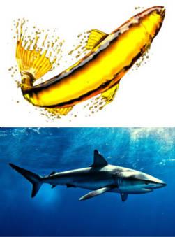 Tran czy olej z rekina?